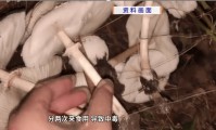 广东一家11口，吃了2斤进山采的“毒王”后中毒，7人进重症，医生提醒