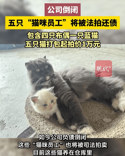 福建一公司负债倒闭，5只“猫咪员工”将被法拍还债，打包起拍价1万元，知情人回应