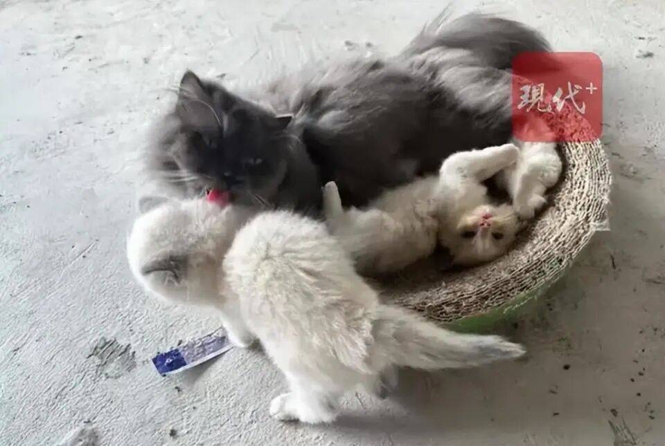 福建一公司负债倒闭，5只“猫咪员工”将被法拍还债，打包起拍价1万元，知情人回应